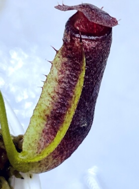 果胶猪笼草食虫植物漂亮可爱的笼子稀有原种pectinata可能长地笼