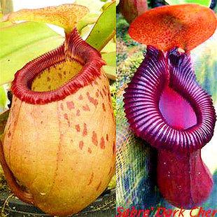 辛布亚矮胖交葫芦TM 猪笼草食虫植物非常漂亮笼子稀有EP 黑樱桃