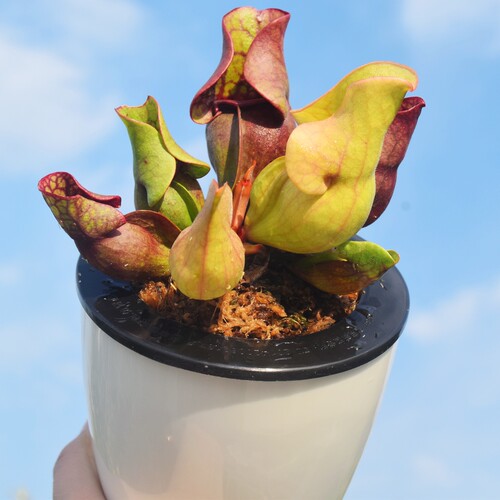 防辐射食虫植物紫色瓶子草