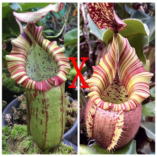 大猪博士维奇x维奇猪笼草种子苗MBV x veitchii杂交品种