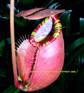 苏门答腊猪笼草食虫植物低地高地品种非常可爱巨大漂亮sumatrana