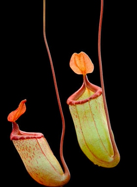 葫芦交惊奇猪笼草食虫植物多肉食人花ventricosa x mira