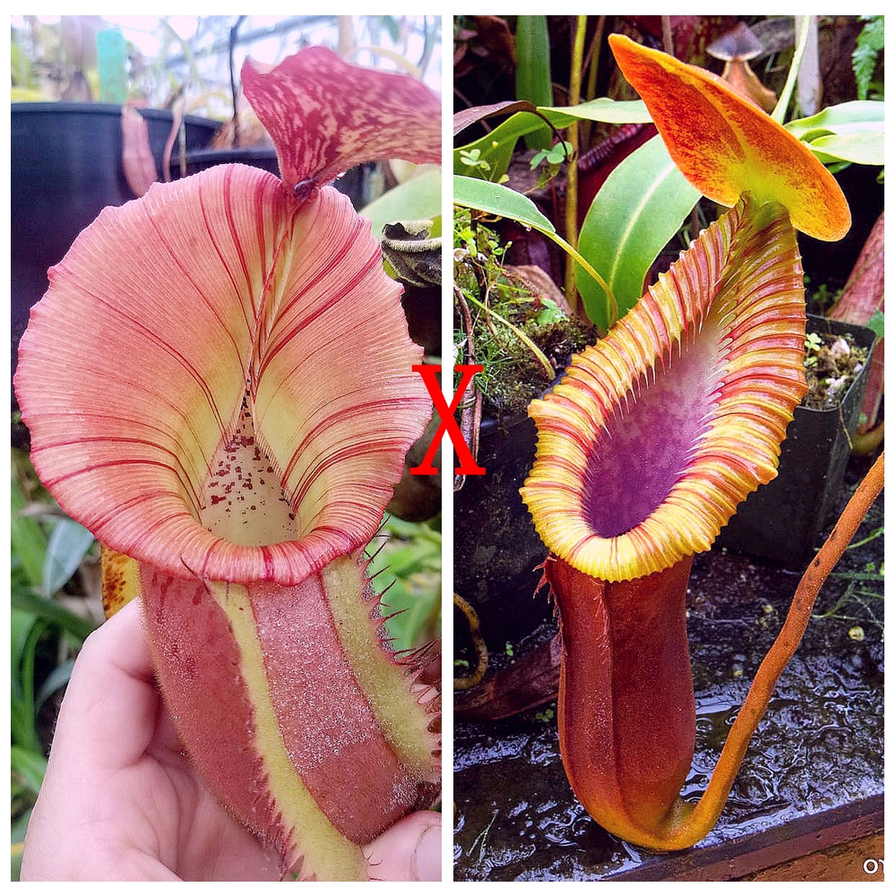 六甲x博士x维奇x维奇x特鲁斯马迪山猪笼草种子苗RBVV x TM TP9527