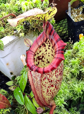 阿里猪笼草食虫植物漂亮可爱的笼子稀有rajah x burbidgeae马x豹