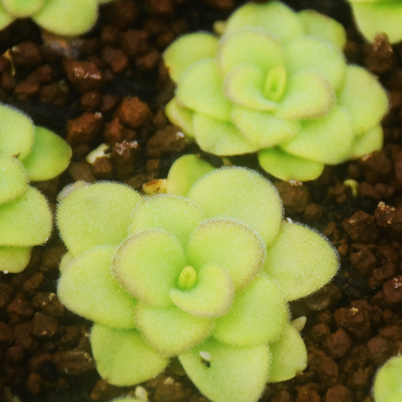 危地马拉捕虫堇食虫植物花卉盆栽