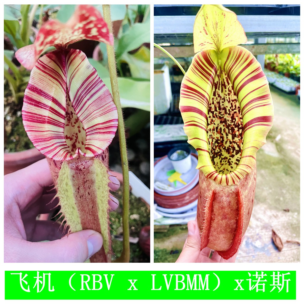 飞机木不x诺斯猪笼草种子苗 RBVLVBMMx northiana TP9915