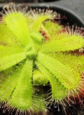 （吹牛呢娃）三萼茅膏菜Drosera trinervia食虫植物捕蚊草捕虫草