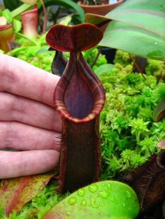 姆鲁山x劳氏猪笼草食虫植物漂亮暗黑系笼子稀有muluensis x lowii