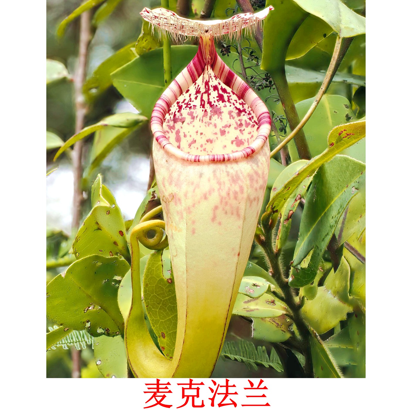 麦克法兰猪笼草食虫植物高地品种漂亮笼子稀有macfarlanei