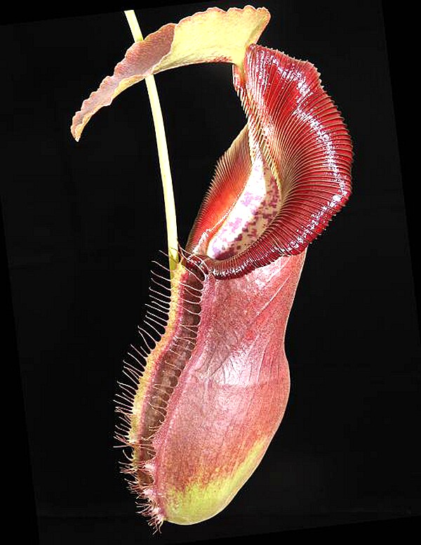 匙叶x新欣佳浪山猪笼草食虫植物漂亮可爱spathulata x singalana