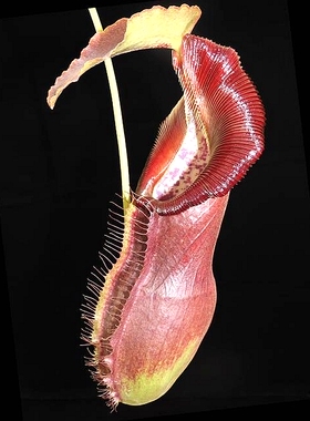 匙叶x新欣佳浪山猪笼草食虫植物漂亮可爱spathulata x singalana