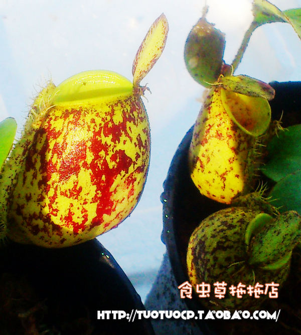 食虫绿苹果低地可爱的笼子猪笼草