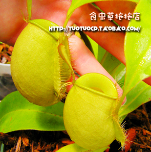绿苹果猪笼草盆栽食虫植物低地可爱 green 笼子原种ampullaria