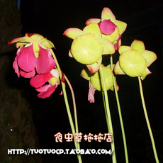 насекомоядное растение 盆栽食虫植物瓶子草休眠 鳞茎 xl尺寸今年必开花赏花就买一颗吧！ Cordyceps