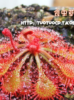 【满30】 可选赠品  需拍下！锦地罗 勺叶 布凯茅膏菜 紫色瓶子草