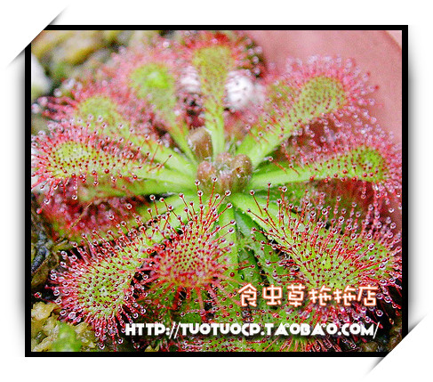 盆栽-食虫植物-勺叶茅膏菜 M苗