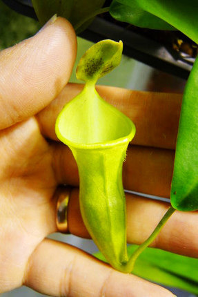盆栽食虫植物猪笼草实生苗