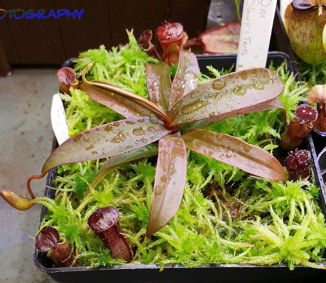 红灯猪笼草苗盆栽食虫植物 不怕冷的猪笼草 耐冻 好养！,鲜花速递/花卉仿真/绿植园艺,食虫植物,淘宝优惠券,粉丝福利购,淘宝优惠卷