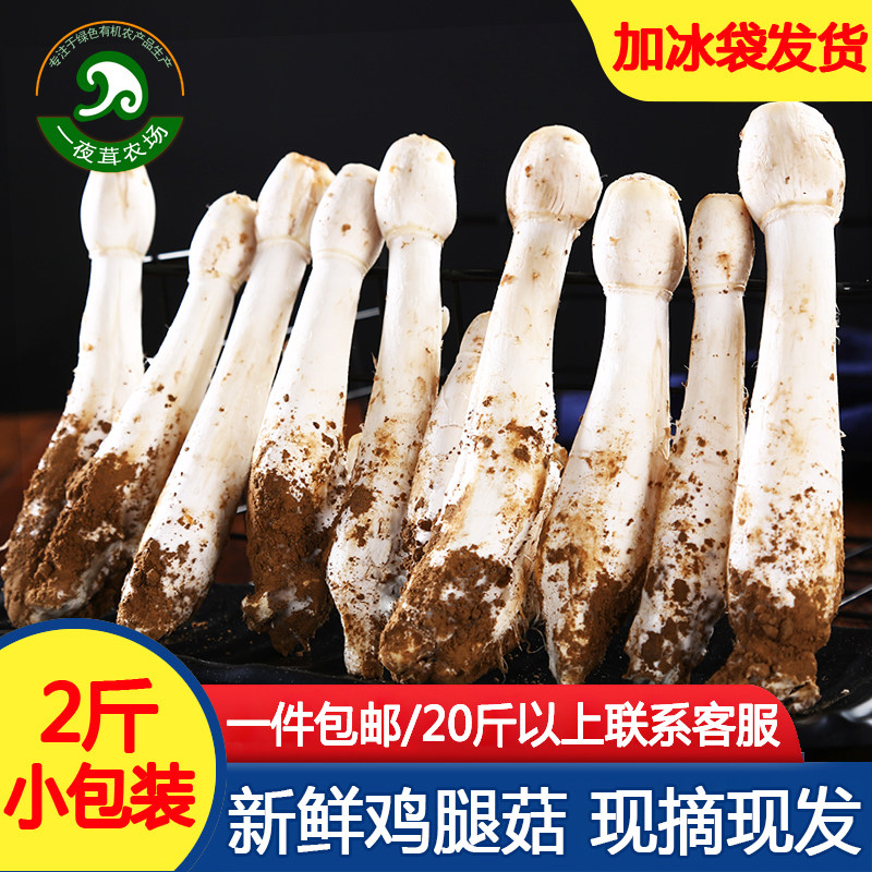 新鲜鸡腿菇蘑菇菌菇基地直供现摘食用菌农家土特产火锅食材小松茸