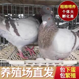 原配观赏鸽子银王小鸽小鸽子元宝红卡奴特大正宗雨点彩背鸽
