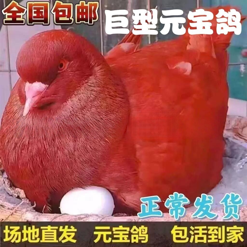 种纯肉鸽观赏鸽青年鸽子宠物活体元宝特大巨型公母活苗