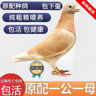 雨点鸽子巨型小鸽子红狐狸大鼻子元宝宠物繁殖特优质种鸽