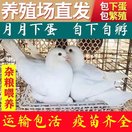 活肉鸽种鸽落地王鸽大体信鸽鸽子观赏鸽公母下蛋幼鸽元宝一对繁殖