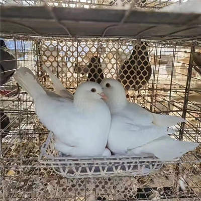 鸽子活一对肉鸽活物鸽种鸽观赏鸽白鸽子青年鸽落地王下蛋鸽子活体
