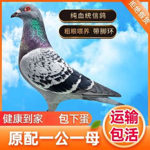 活体元宝鸽子米玛斯银王正宗落地王鸽活物纯种特大活苗信鸽