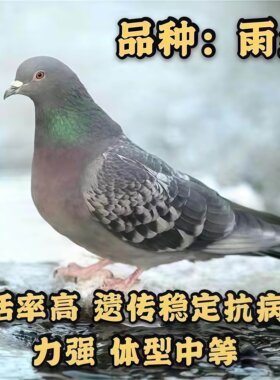 招财蝴蝶背纯种活鸽子原配公母红狐米玛斯银王元宝活体灰色白鸽