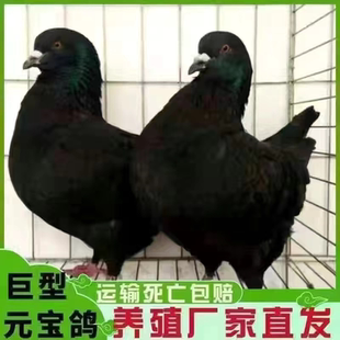 元宝种鸽子赛鸽活体红狐种鸽纯种鸽子青年鸽蝴蝶花下蛋家养