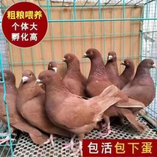 蝴蝶花正宗红狐黑色红卡奴鸽子特大红色米玛斯纯正元宝纯种