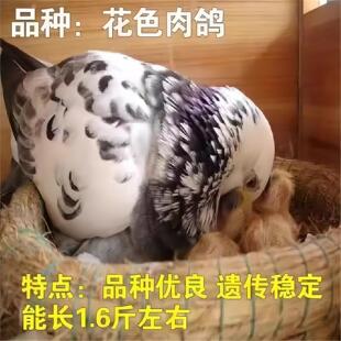 鸽子灰色活体元宝鸽正宗米玛斯一公一母银王落地王鸽观赏鸽