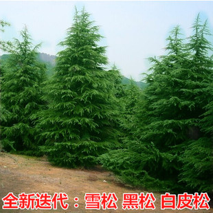 雪松树苗宝塔松圣诞树黑松油松白皮松云杉树庭院四季常青耐寒植物