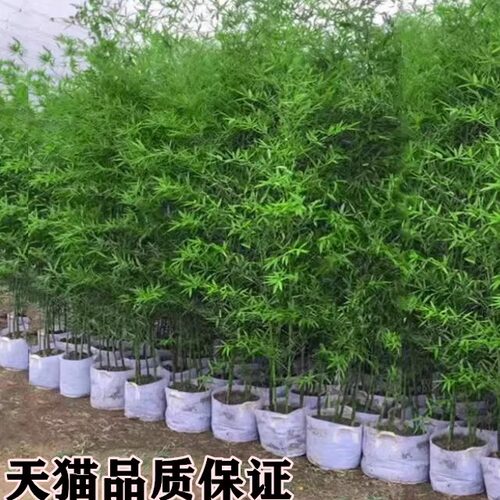 竹子苗庭院四季常青北方耐寒竹苗