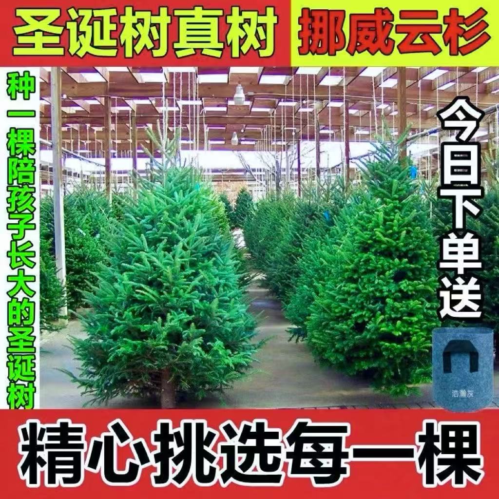 2025新款家用圣诞树真树大型盆栽