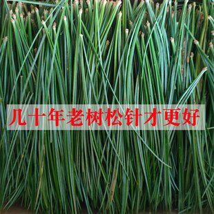 长白山五针松针可食用五十年老树松叶中药材东北深山老林五叶松针