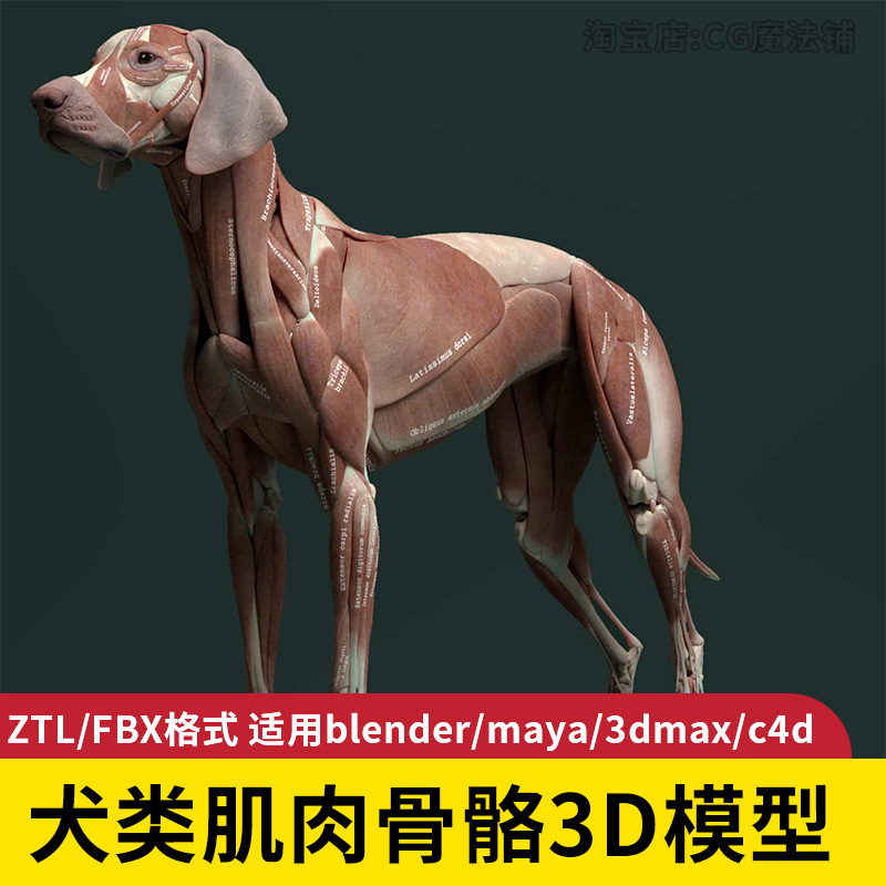 狗类解剖3d模型高精度zbrush肌肉骨骼blender maya动物参考