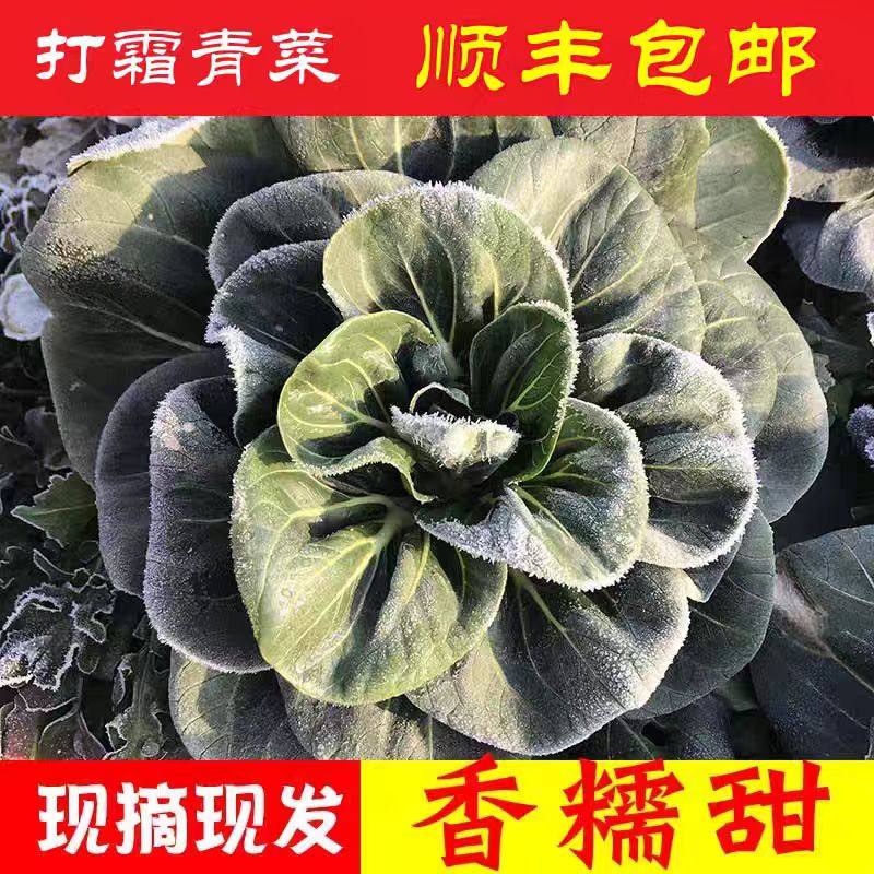 苏北农家霜冻上海青大青菜蔬菜新鲜苏州青矮脚打太湖黑油菜包邮,水产肉类/新鲜蔬果/熟食,叶菜类,淘宝优惠券,粉丝福利购,淘宝优惠卷