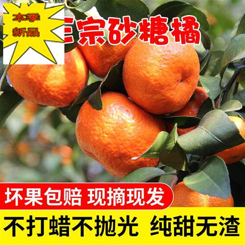Guangxi Sugar Orange Shatangju Emperor Kom fresh Box 5 Orange Orange Season Pelliclein the 3C Digital Accessories, Cell Phone Accessories , Phone Protection Case/Shell  category - from Buy2taobao.com to provide professional Taobao agent buy service