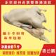 扬州特产盐水鹅咸水鹅大鹅肉整只爪翅肫肝心全套五斤当天现卤顺丰