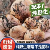 野生松毛菌路基菇南风菇石子菇白棕口蘑狼箕菌石子菌蘑菇松蘑顺丰