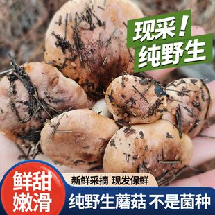野生松毛菌路基菇南风菇石子菇白棕口蘑狼箕菌石子菌蘑菇松蘑顺丰