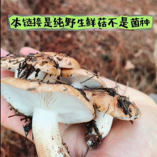 野生松毛菌路基菇南风菇石子菇白棕口蘑狼箕菌石子菌蘑菇松蘑顺丰