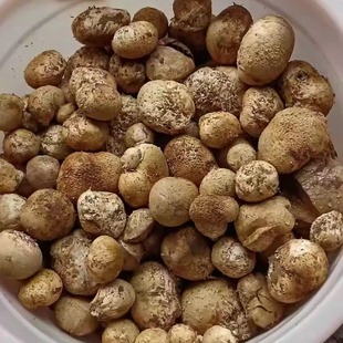 广东野生马勃菌马皮包菌马粪包菌松露新鲜石头菇马屁包菌顺丰包邮