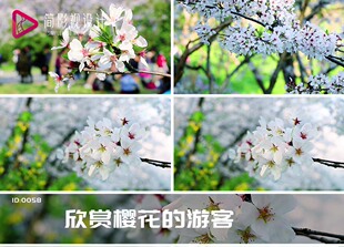 游客春暖花开芬芳视频素材 三月欣赏樱花