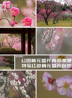 公园梅花盛开绚丽美景花朵特写红色梅花盛开自然植物视频素材