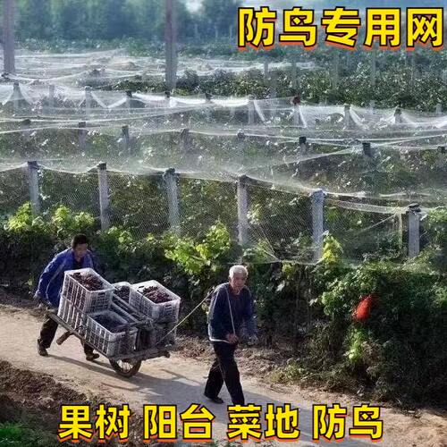 大棚果园防鸟网葡萄樱桃家用树养殖天尼龙户外加粗防护小鸟专用网