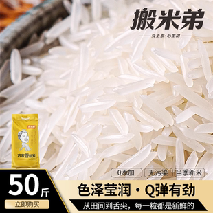 搬米弟农家香稻米当季新米50斤大米丝苗米25kg晚稻丝苗米长粒香米