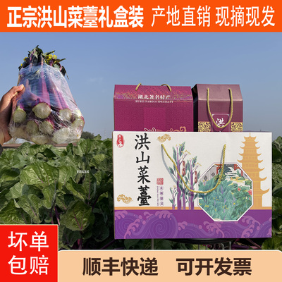 洪山菜苔礼盒装新鲜正宗